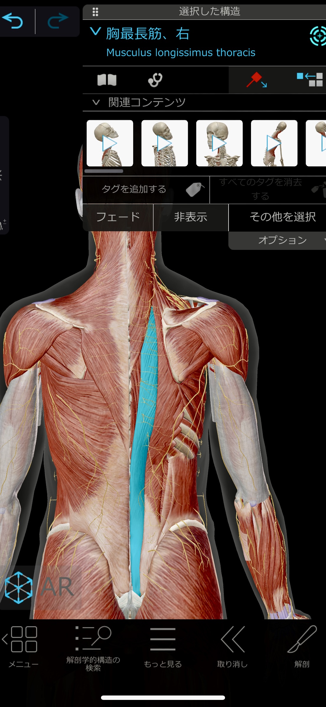 胸最長筋のイメージ画像